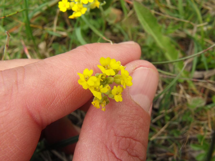 Brassicacea garganica (Lepidium ?)